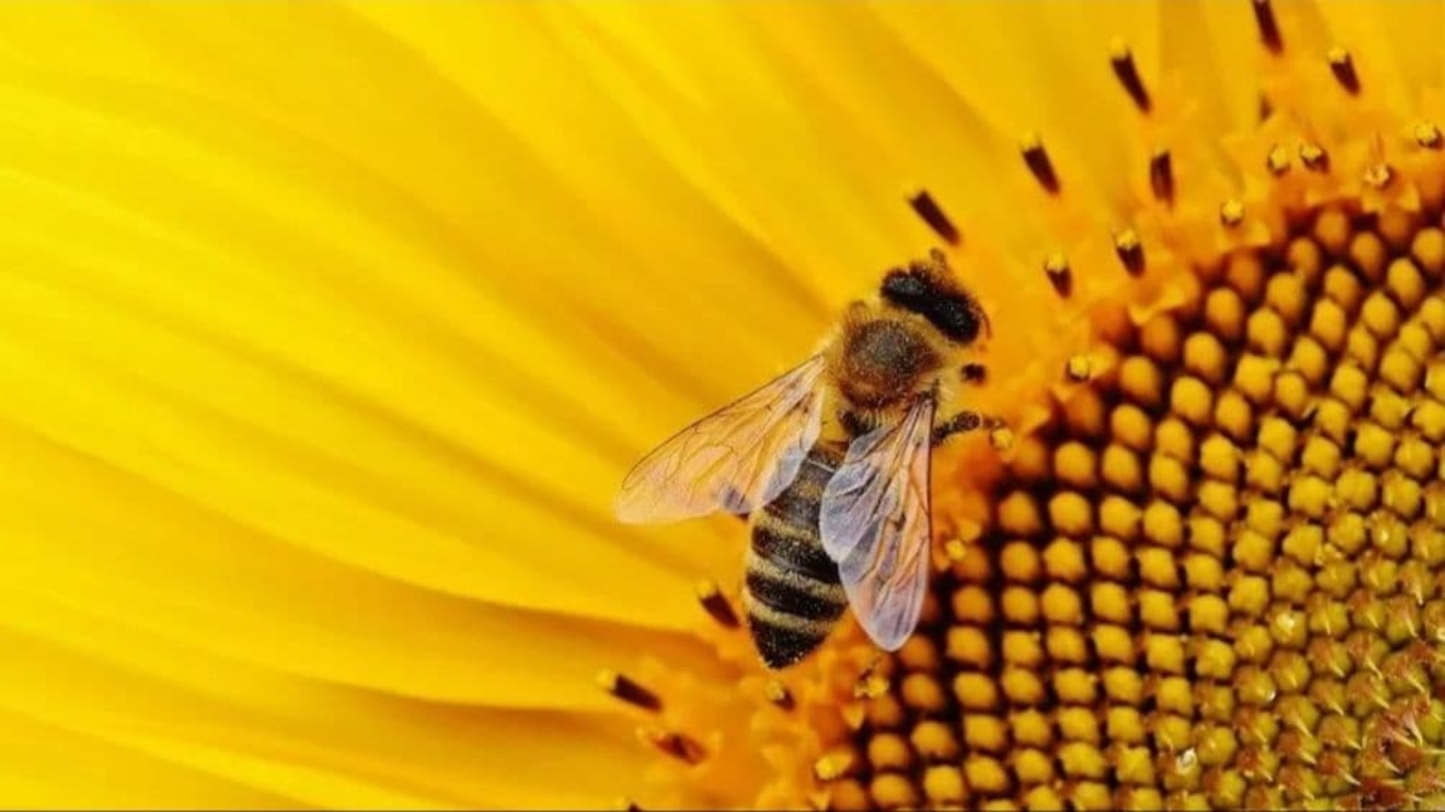 bee