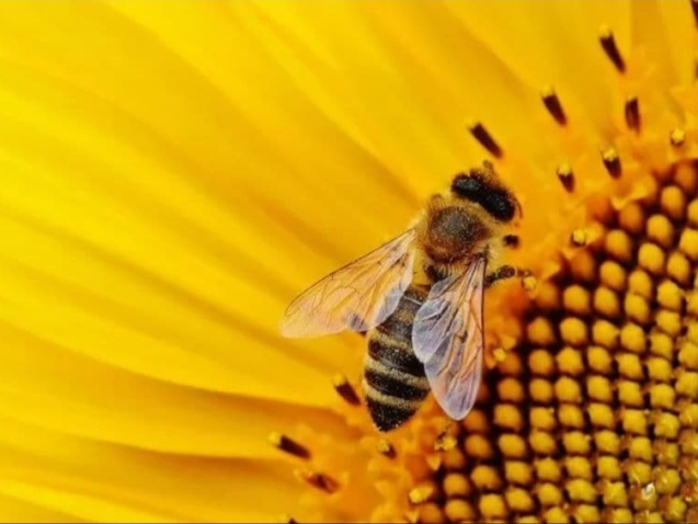 bee